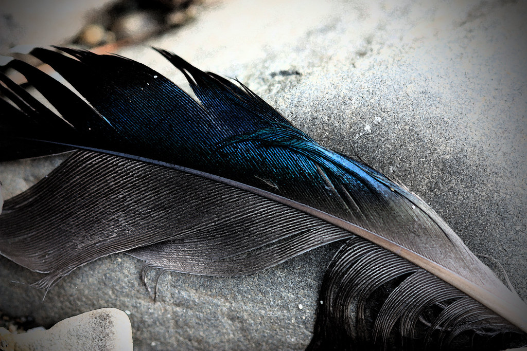 Feathers
